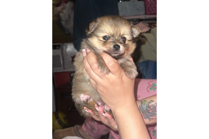 $750 : Pomeranian tea cup image 3