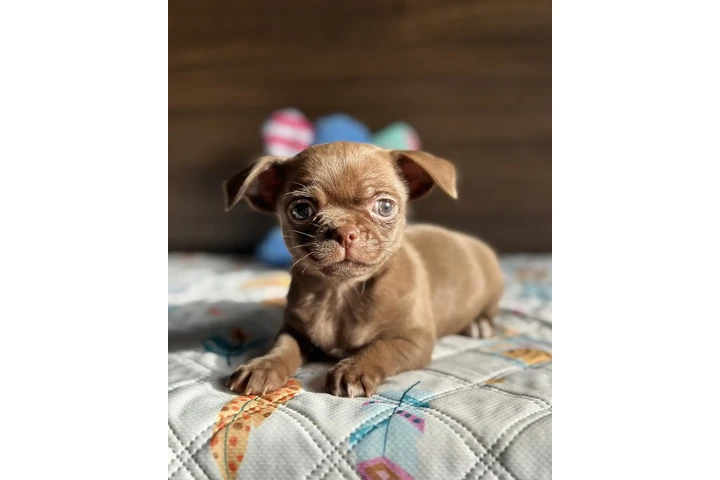 $400 : Chihuahua puppies image 5