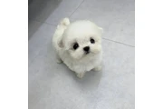 Teacup Maltese puppy for sale en Detroit