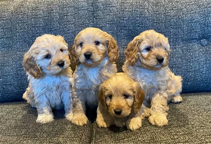 Adorable Cavapoo puppies image 1