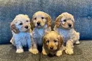 Adorable Cavapoo puppies en Chicago