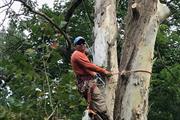 Sanchez Tree Service, LLC thumbnail 4