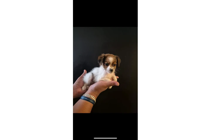 $400 : Hembra Shihtzu chihuahua image 5