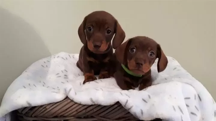$400 : Cachorros Dachshund image 1