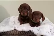 Cachorros Dachshund en Birmingham