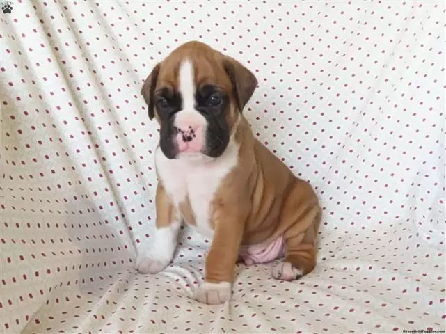 $280 : Kc boxer puppies image 4