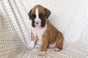 $280 : Kc boxer puppies thumbnail