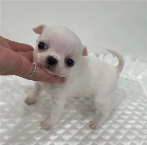 $400 : adorable chihuahua puppies av image 3