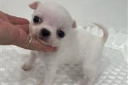 $400 : adorable chihuahua puppies av thumbnail