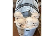 $350 : Cachorros Pomerania miniatura thumbnail