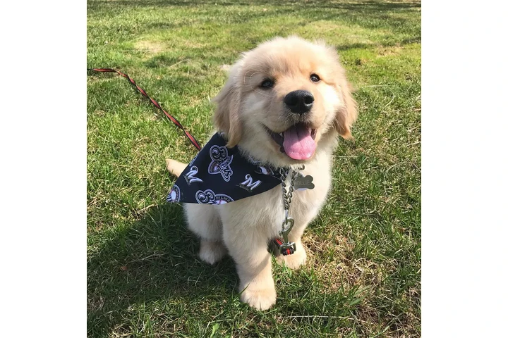 $399 : Awesome Golden retrievers image 3