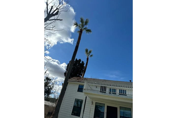 🌳 Cuidado Verde Total 💧 image 7