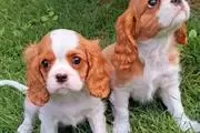 $550 : Cachorros Cavalier King Charle thumbnail