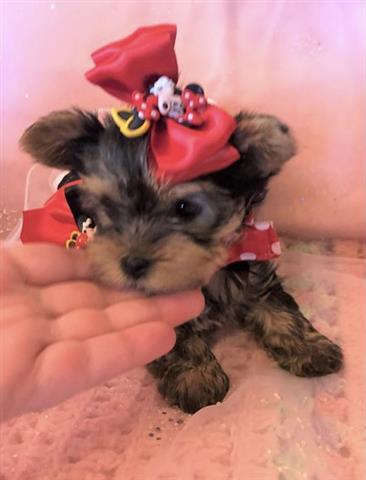 $350 : Lovely yorkie puppy for sale image 1
