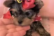 Lovely yorkie puppy for sale en Seattle