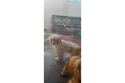 Cocker Spaniel pure en Los Angeles