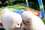 $500 : Teacup pomeranian puppies thumbnail