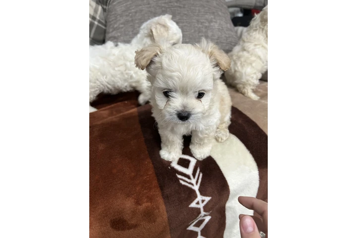 $500 : Maltipoo y yorkie image 1
