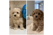 Maltipoo puppies en Los Angeles