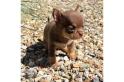 chihuahua en venta en Trenton