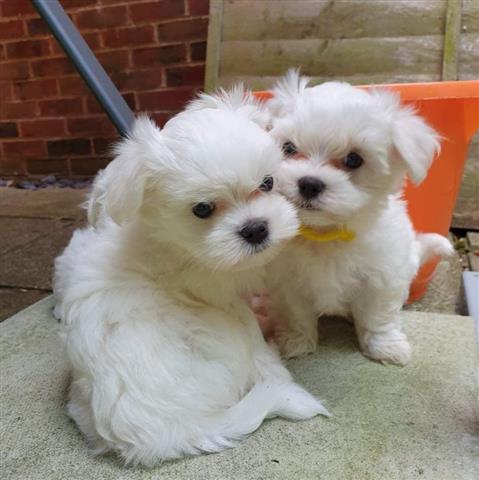 $500 : Amazing Maltese puppies image 2