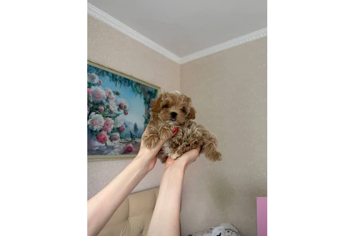 $350 : adorable Maltipoo image 6