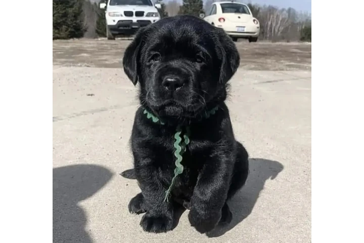 $500 : Labrador Retriever image 3