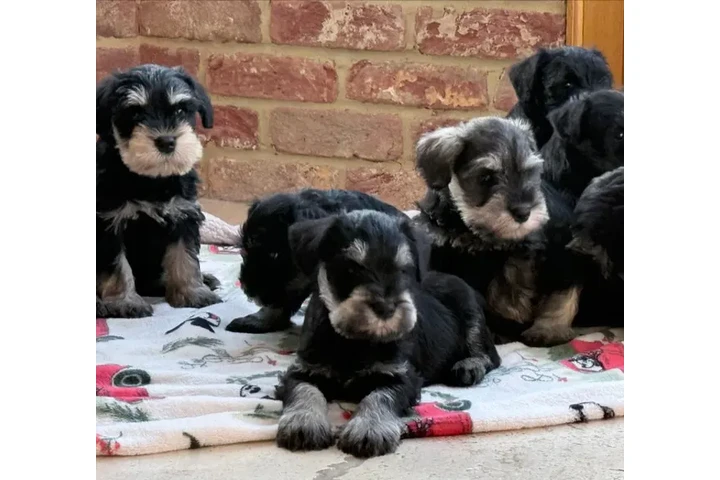 $300 : Playful Miniature Schnauzer Pu image 6