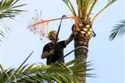 Chavez Tree Service en Los Angeles