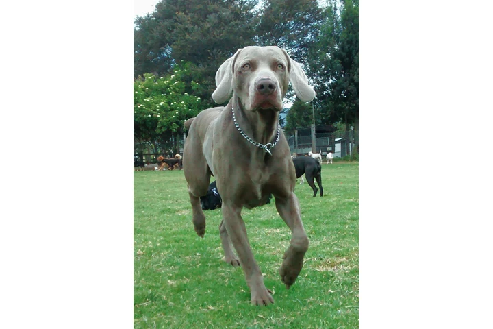 Instructor canino image 7