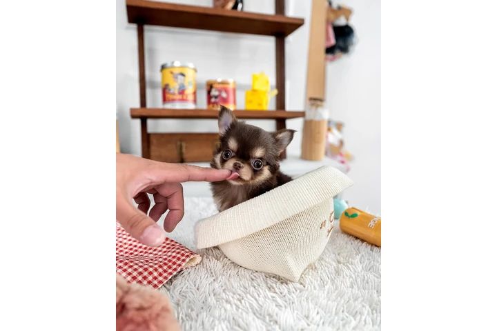 $400 : Chihuahua and Maltipoo Puppies image 3