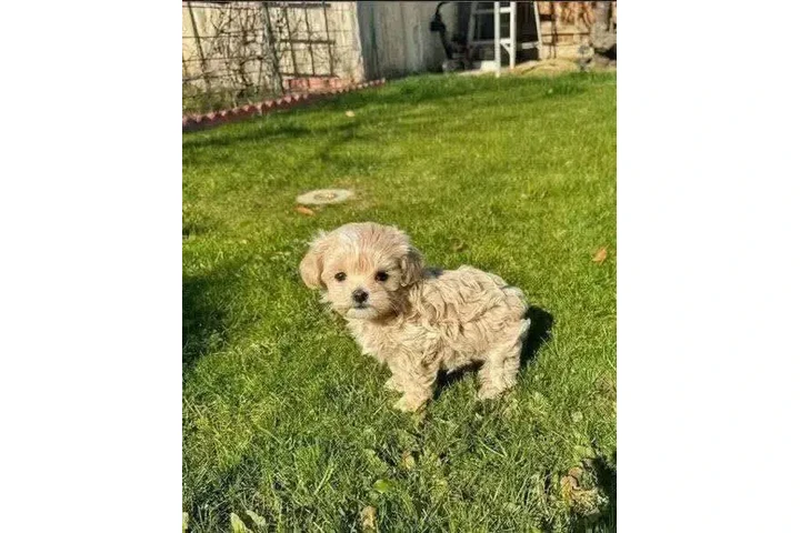 $350 : taza de té maltipoo cachorros image 2