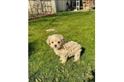 $350 : taza de té maltipoo cachorros thumbnail