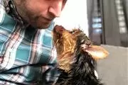 $550 : Adorable Yorkie Puppies. thumbnail