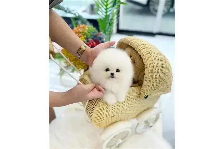 $250 : Pomeranian puppies for sale image 1
