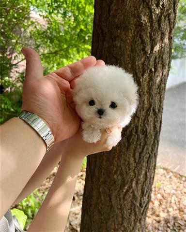 $350 : Bichon image 3