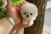 $350 : Bichon thumbnail