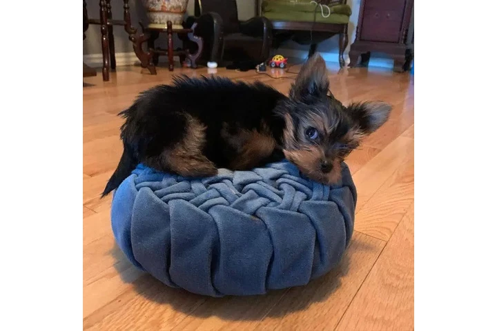 $210 : Lovely  yorkie puppies image 2