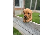 Fabulous Fox Red Puppies en Palm Springs