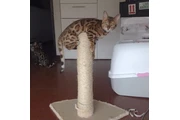 Lindo Gatito Bengali Hermosos en Medellin
