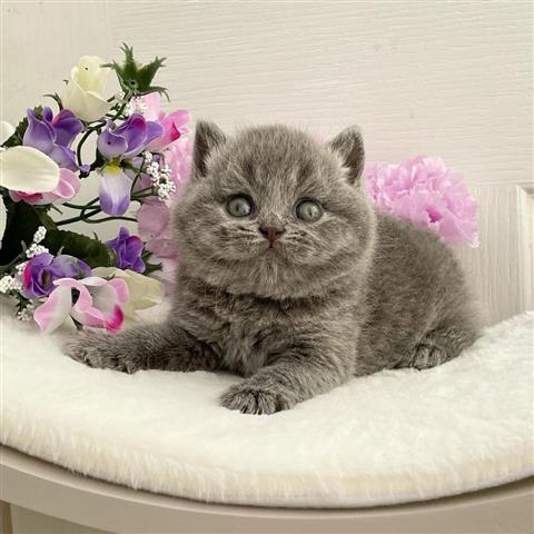 $300 : British Shorthair azul listo image 2