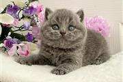 $300 : British Shorthair azul listo thumbnail