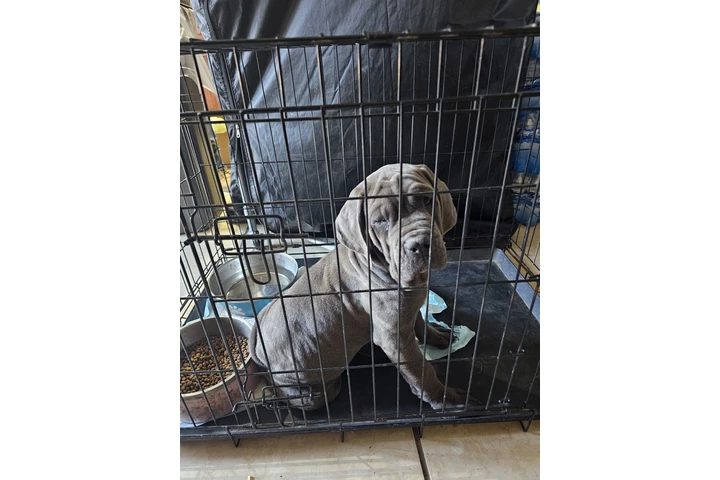 $650 : Cane corso image 2