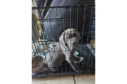 $650 : Cane corso thumbnail
