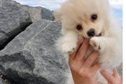 Mini Maltipoo Puppies