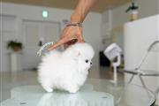 $300 : Pomeranian puppies mini thumbnail