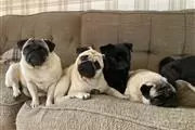 PUG PUPPIES FOR REHOMING en Wilmington