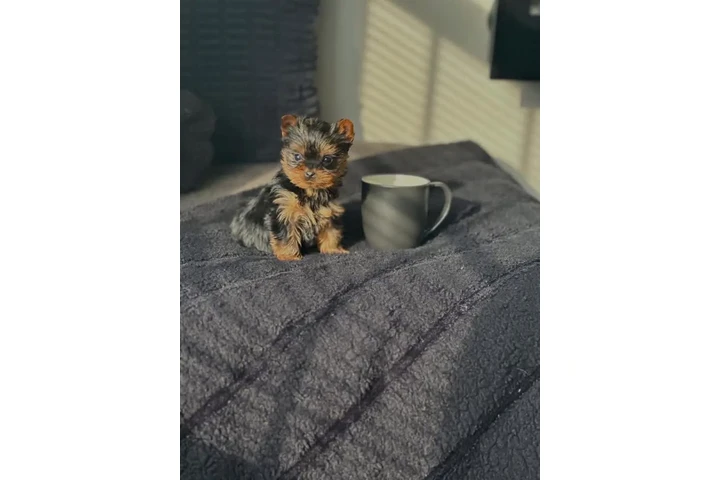 $400 : Rescue Yorkie for sale. image 2