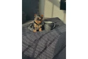 $400 : Rescue Yorkie for sale. thumbnail