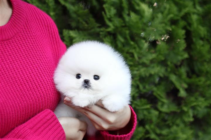 $250 : Teacup Pomeranian puppies image 7